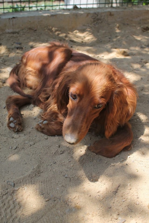 სეტერი ლესი