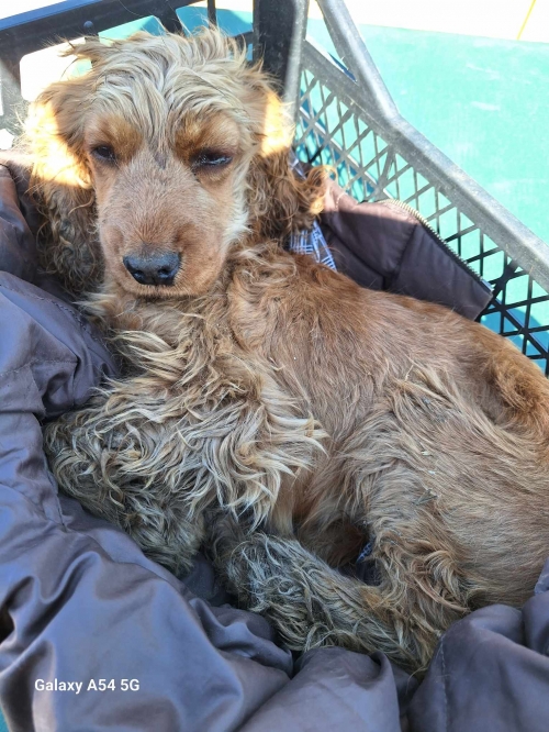 კოკერსპანიელი გლდანი ლესელიძეს ქუჩა 13