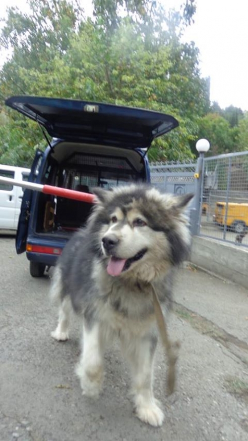 ალიასკის მალამუტი რიჩი