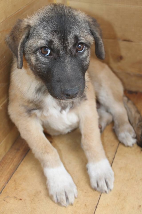 მეტისი უსახელო