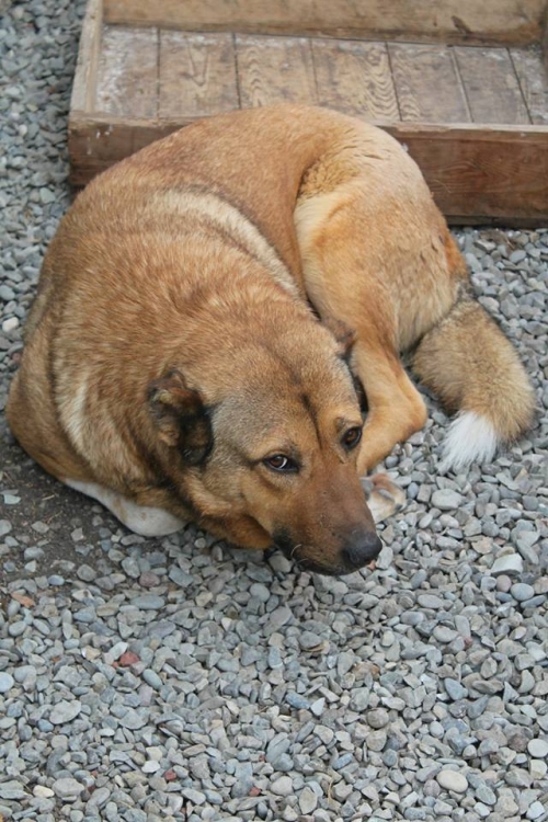 ქართული ქოფაკი ბომბორა
