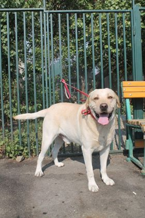 ლაბრადორი უსახელო