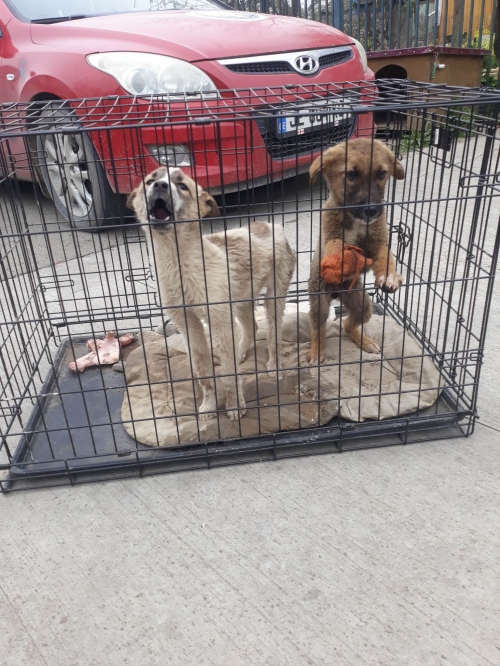 მეტისი უსახელო