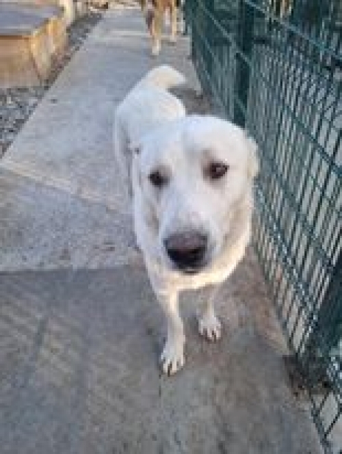 ქართული ნაგაზი გადმოყვანილია ცხოველთა მონიტორნგის სამსახურიდან