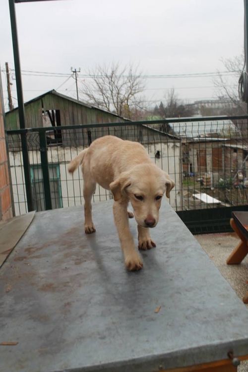 ლაბრადორი ბობი