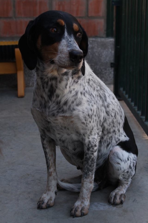 კურცხაალის მეტისი ლედი