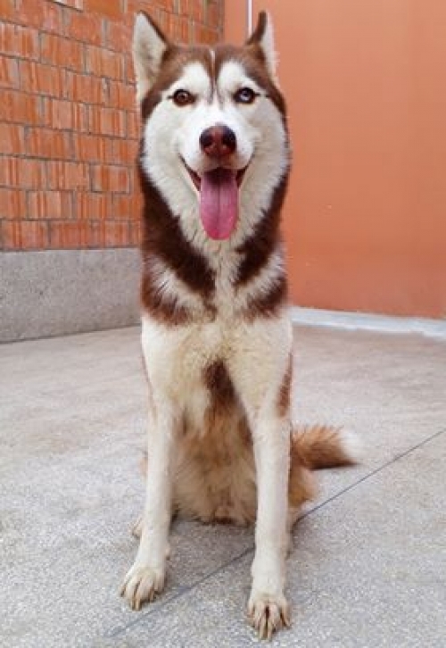 ლაიკა ბლანშ