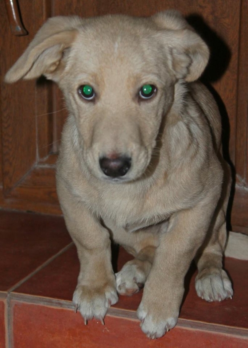 მეტისი იუკი