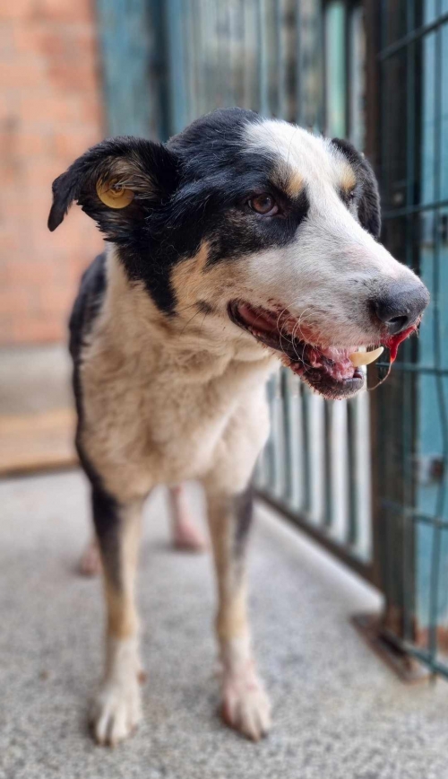 მეტისი კრწანისის ქუჩა