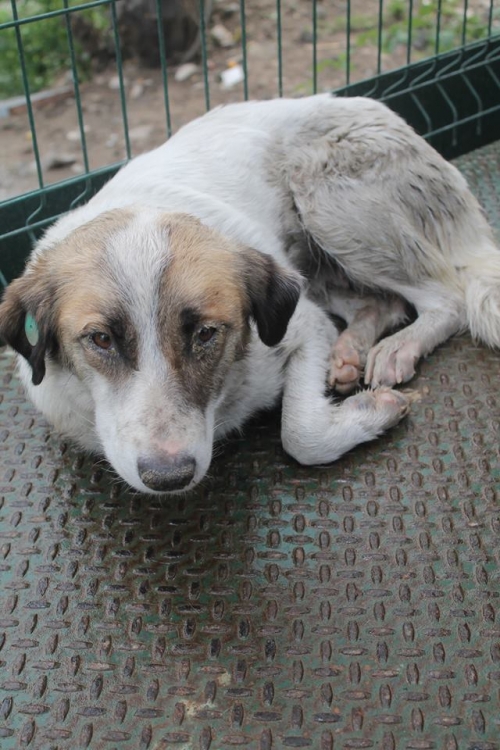 მეტისი უსახელო