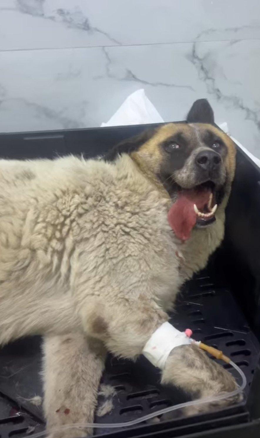 მეტისი. გლდანი