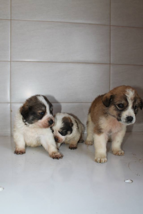 მეტისის ლეკვები უსახელო