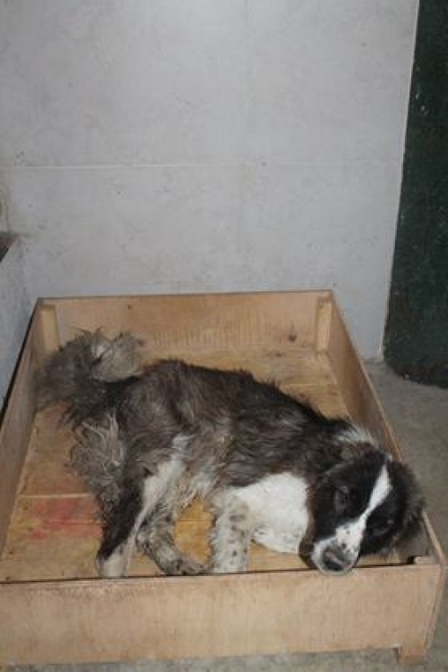 ქართული ქოფაკი უსახელო