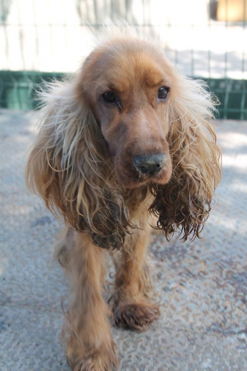 კოკერსპანიელი უსახელო