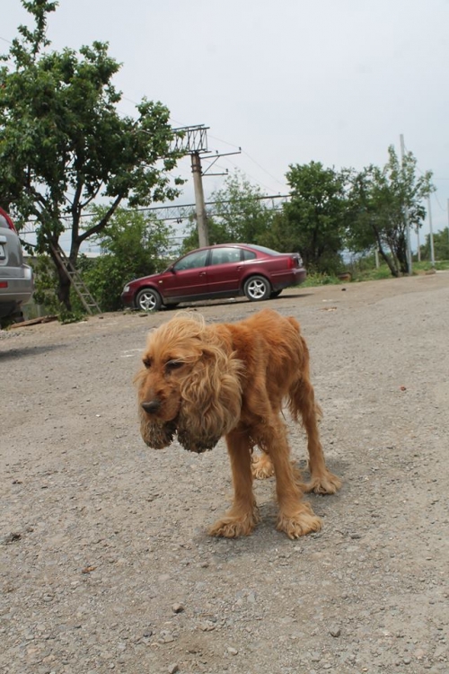 კოკერსპანიელი ლედი