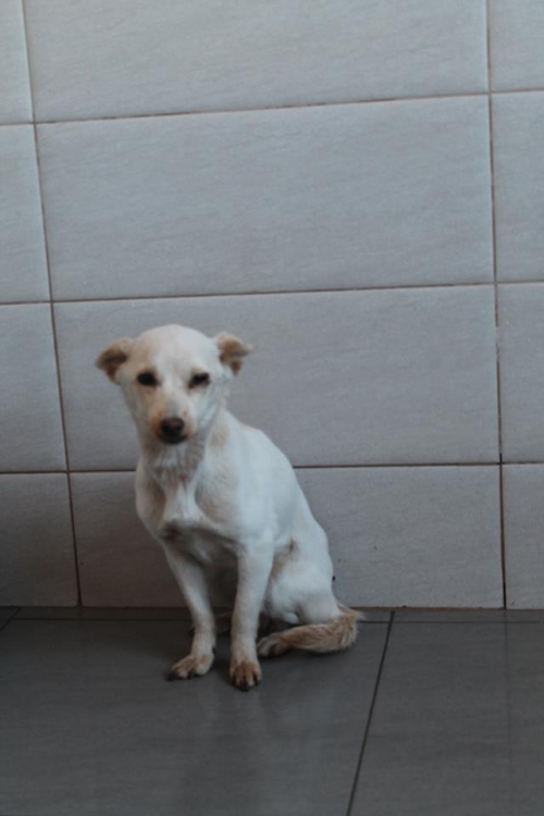 ტოი ტერიერ ბაბი