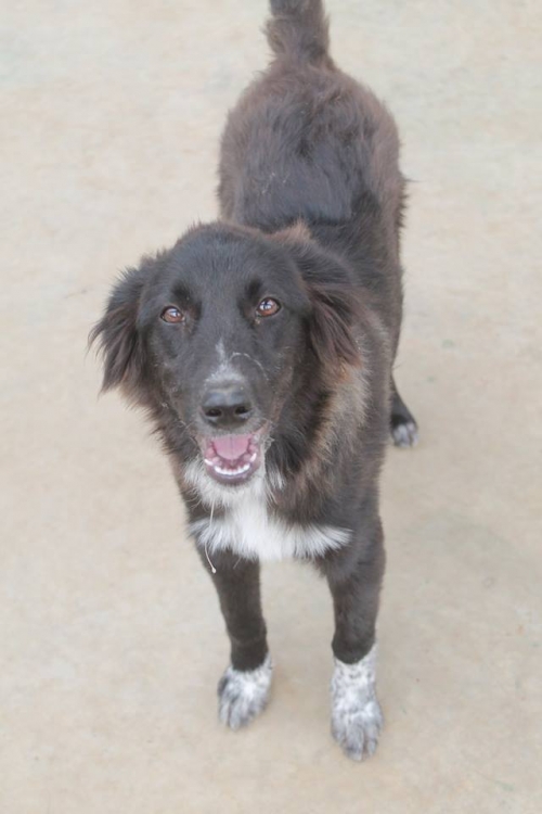 მეტისი ბიბი