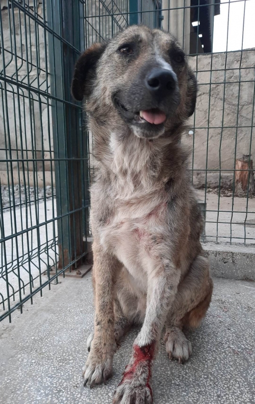 მეტისი საგურამო