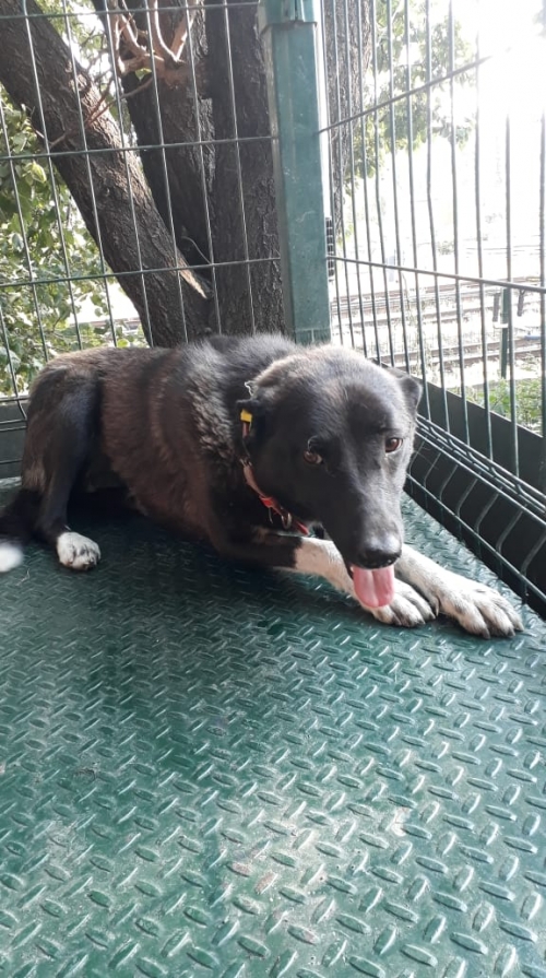 მეტისი უსახელო