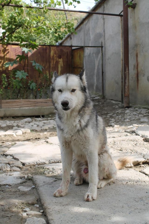 ლაიკა უსახელო