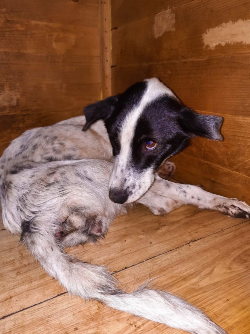 მეტისი უსახელო