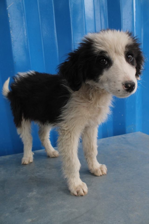 მეტისი უსახელო