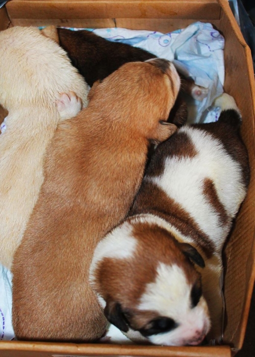 მეტისის ლეკვები უსახელო