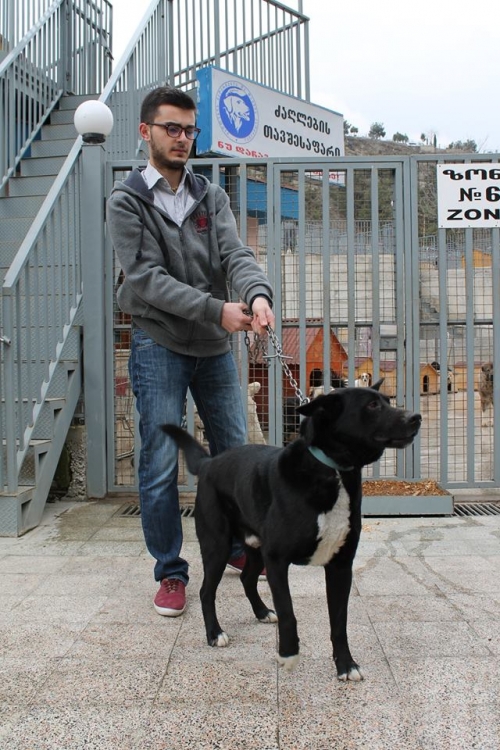 მეტისი რეი