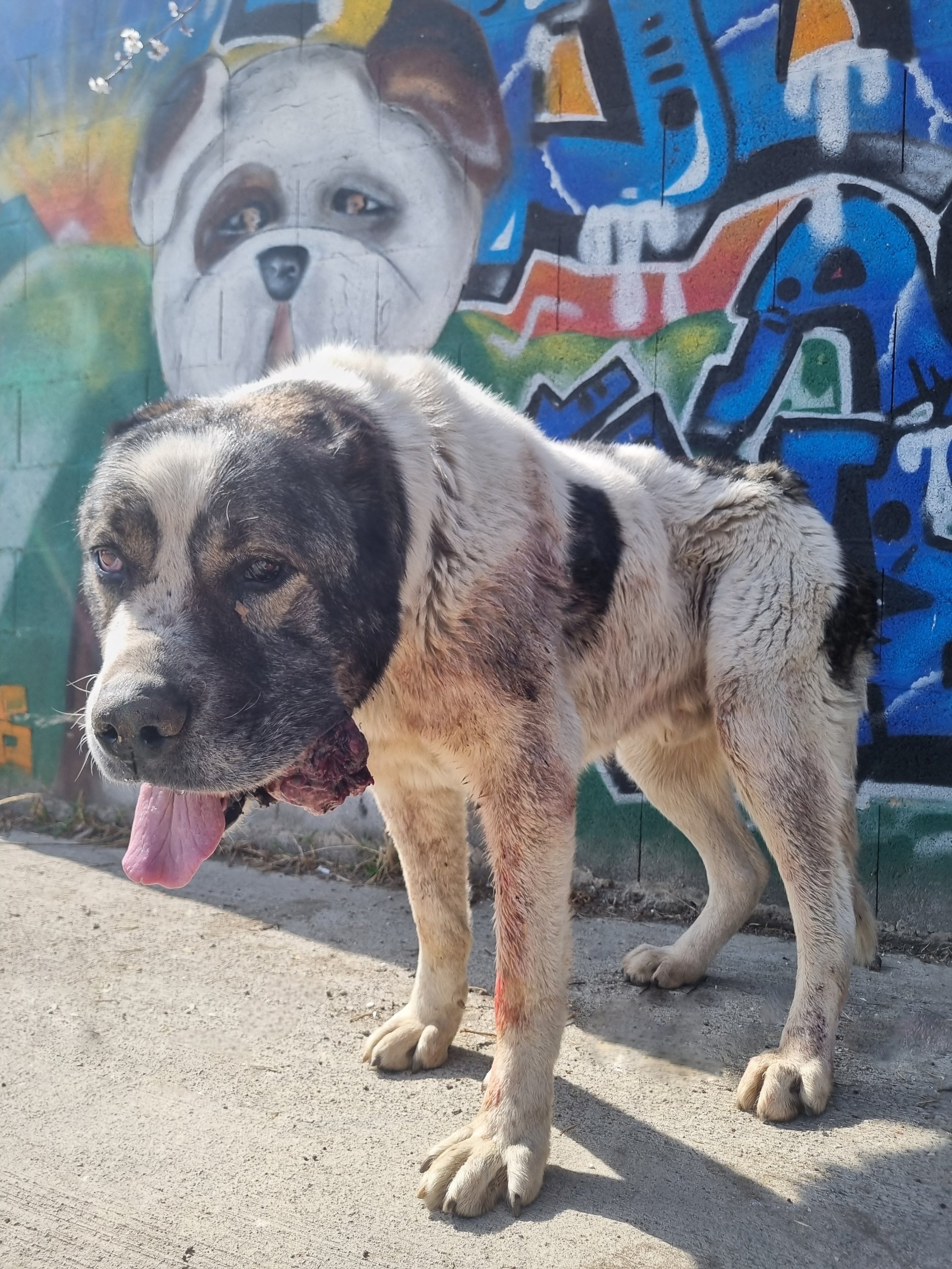 ქართული ნაგაზი. ასპინძა