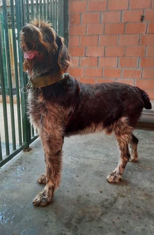 დრათხარი ლორდი