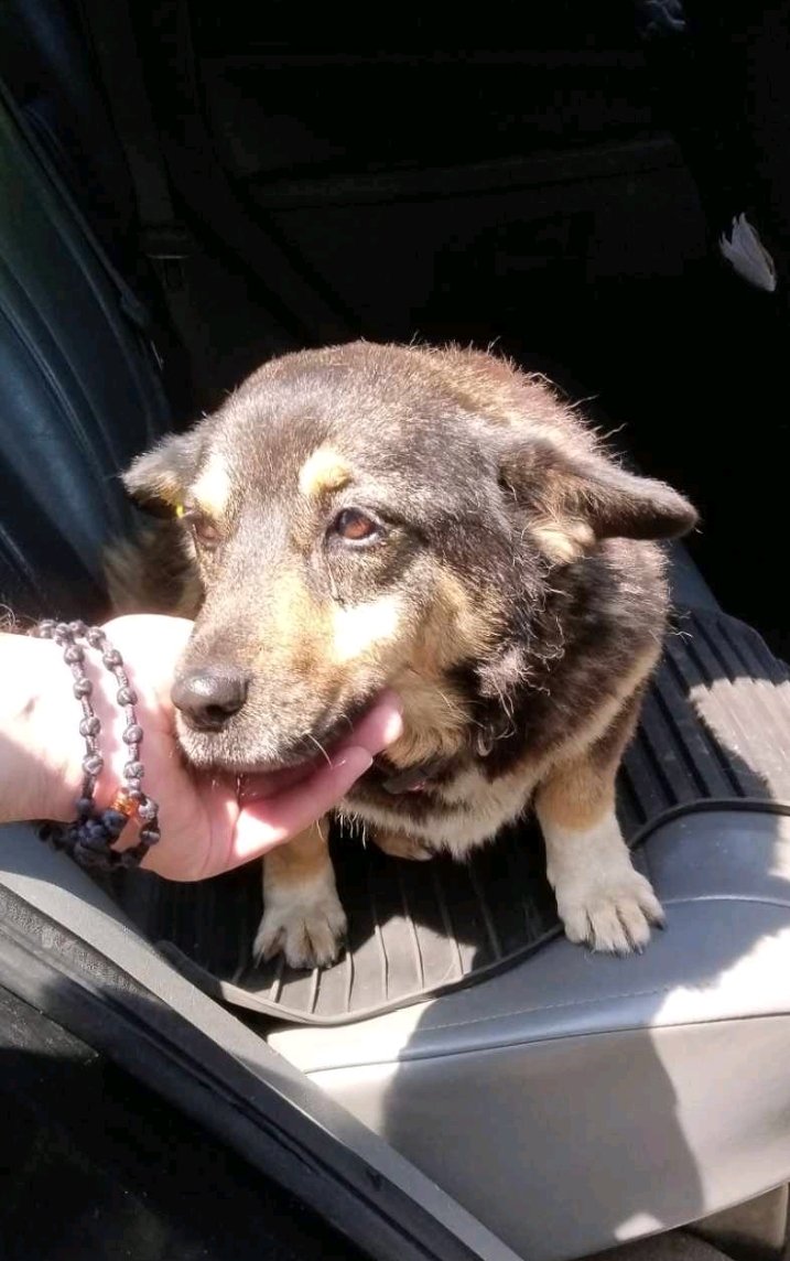 მეტისი. სანზონა