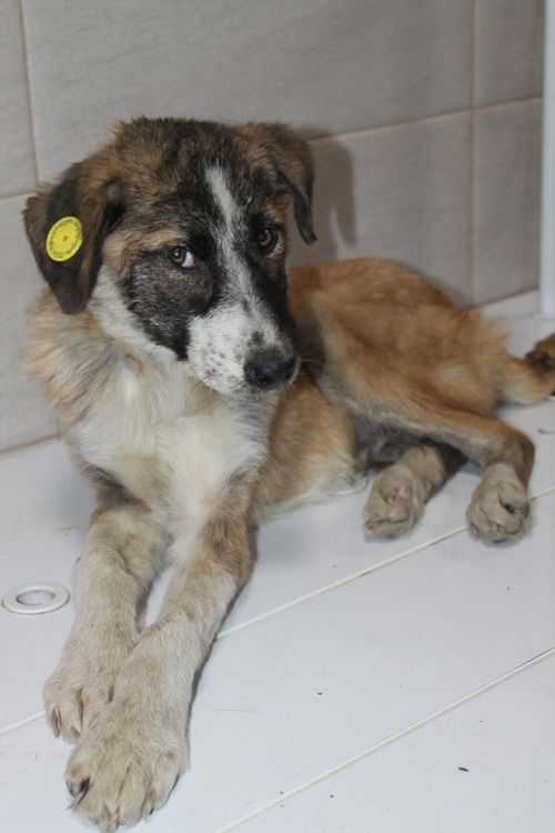 მეტისი უსახელო