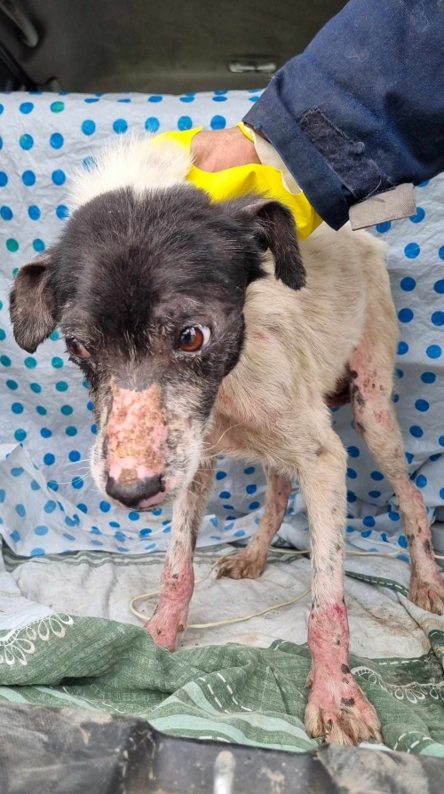 მეტისი მარნეული