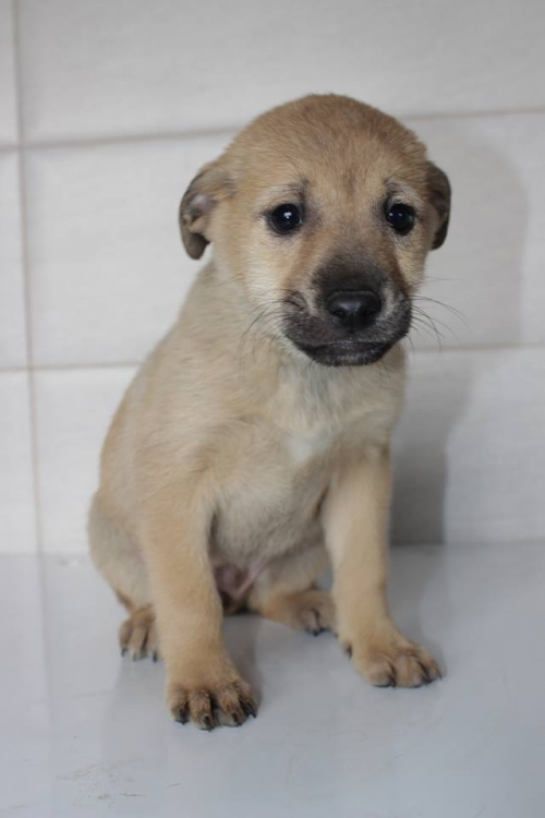 მეტისი უსახელო