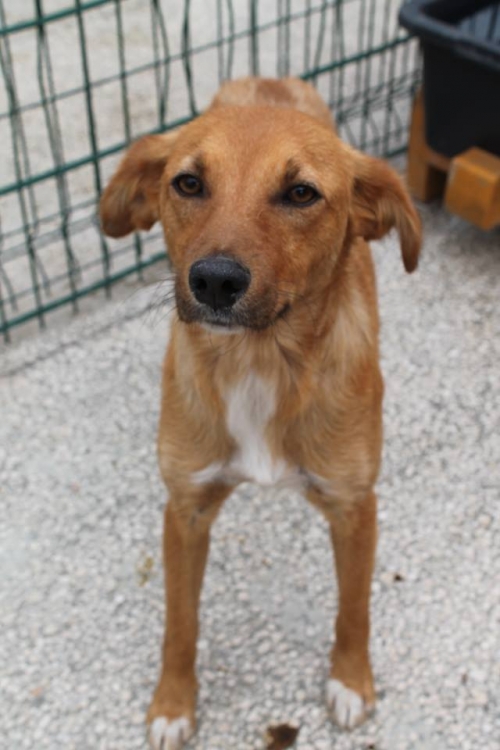 მეტისი თათა