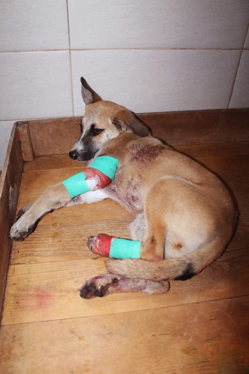 მეტისი უსახელო