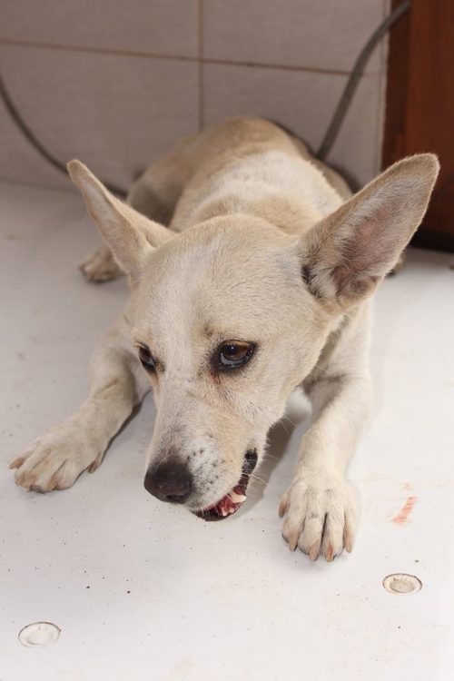 მეტისი უსახელო