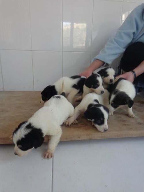 ქართული ქოფაკი უსახელოები