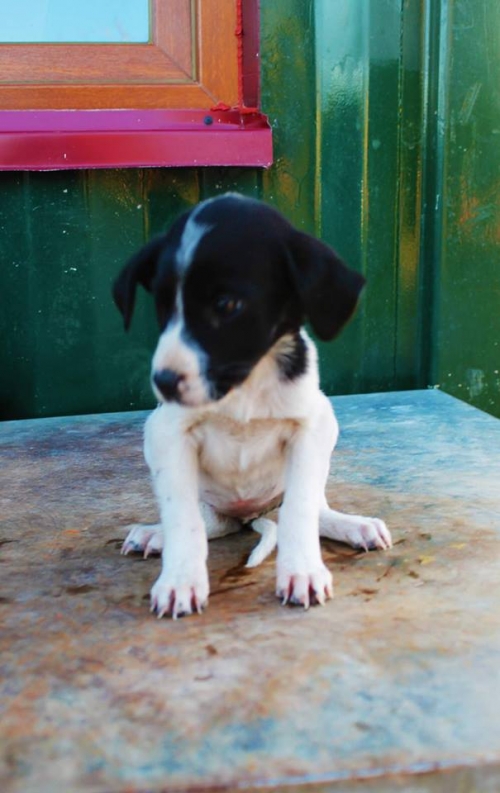 მეტისი უსახელო