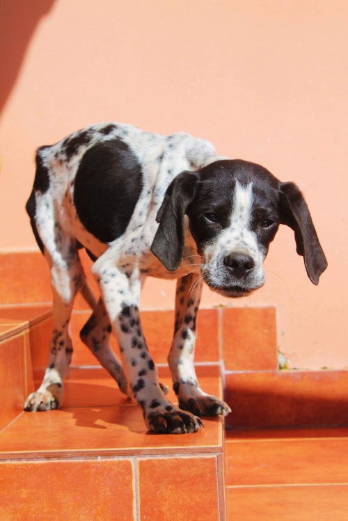 პოინტერი უსახელო