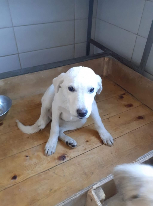 მეტისი უსახელო