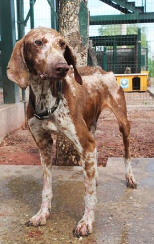 კურცხაარი უსახელო