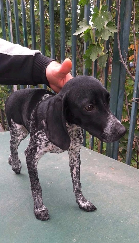 კურცჰაარის მეტისი. ავლაბარი