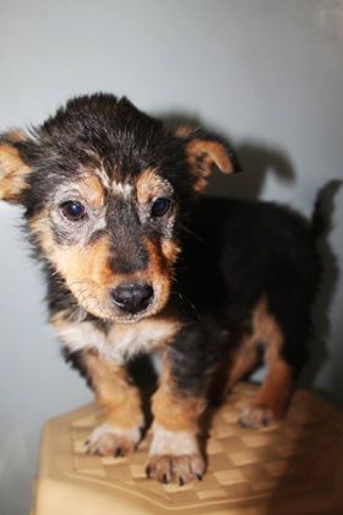 მეტისი უსახელო