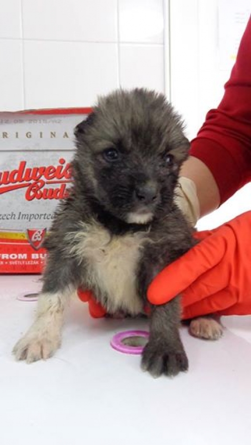 მეტისი უსახელო