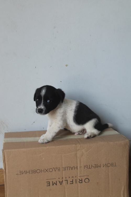 მეტისი უსახელო