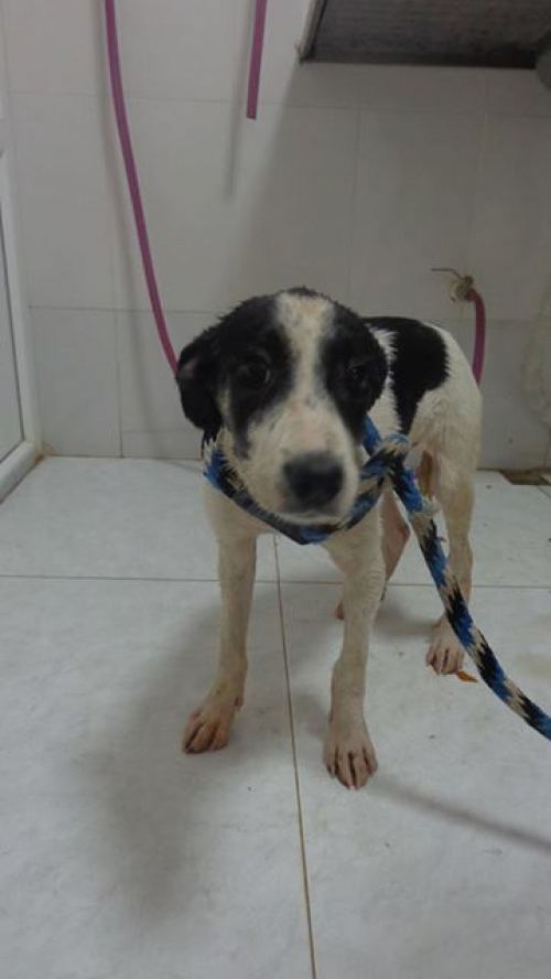 მეტისი ლედი