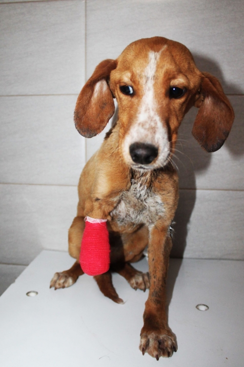 მეტისი უსახელო