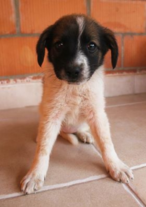 მეტისი უსახელო