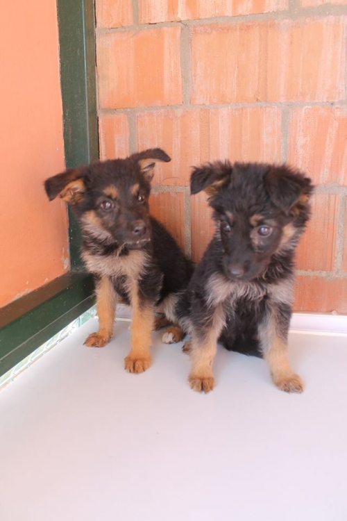 გერმანული ნაგაზის მეტისი უსახელო